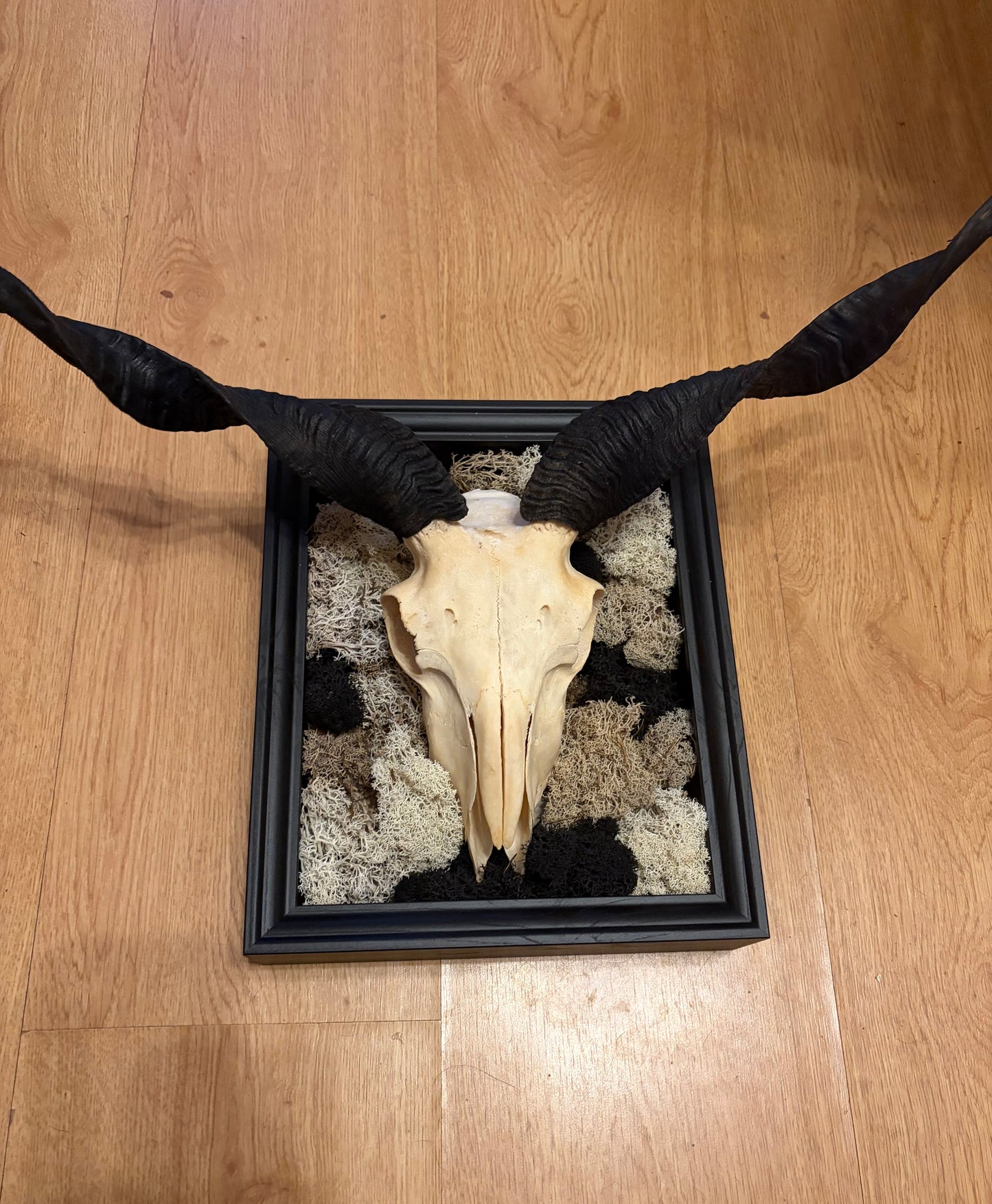 Juh koponya konzervált moha fekete-fehér fali LED dekor